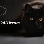 Black Cat Dream