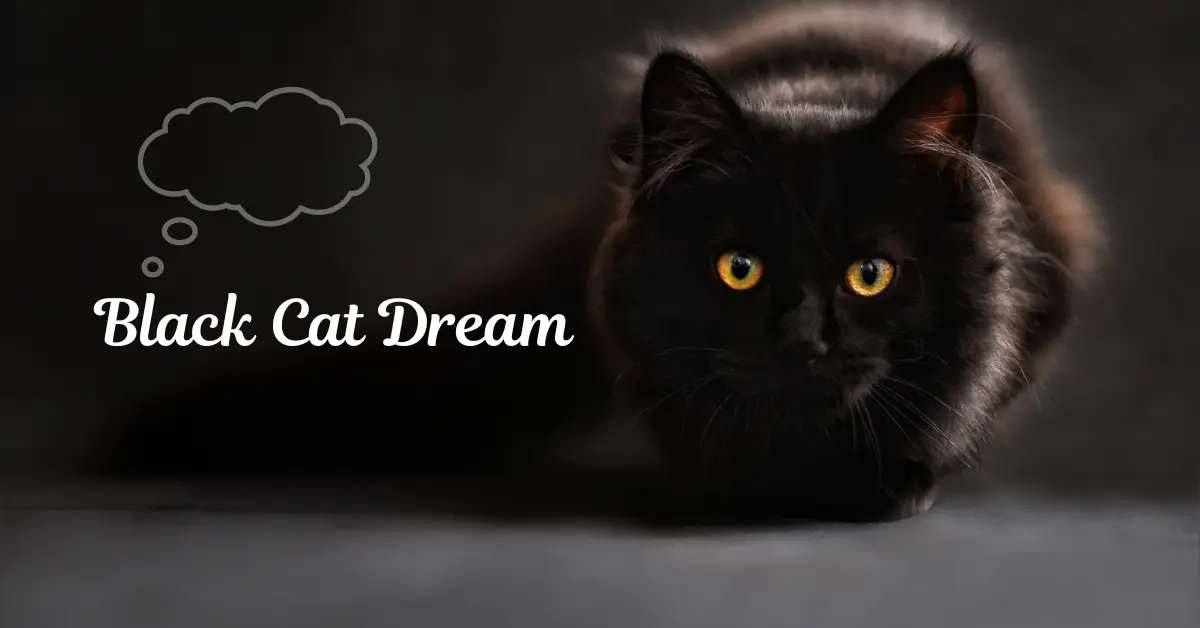 Black Cat Dream