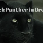 Black Panther in Dreams