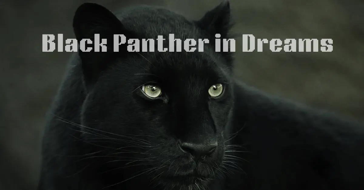 Black Panther in Dreams