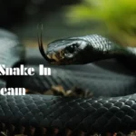 Black Snake In Dream