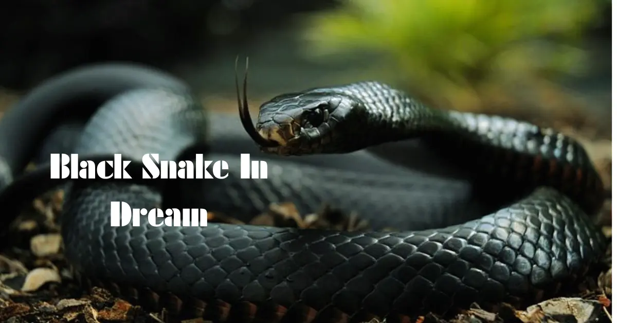 Black Snake In Dream