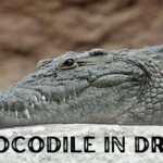 Crocodile-In-Dream