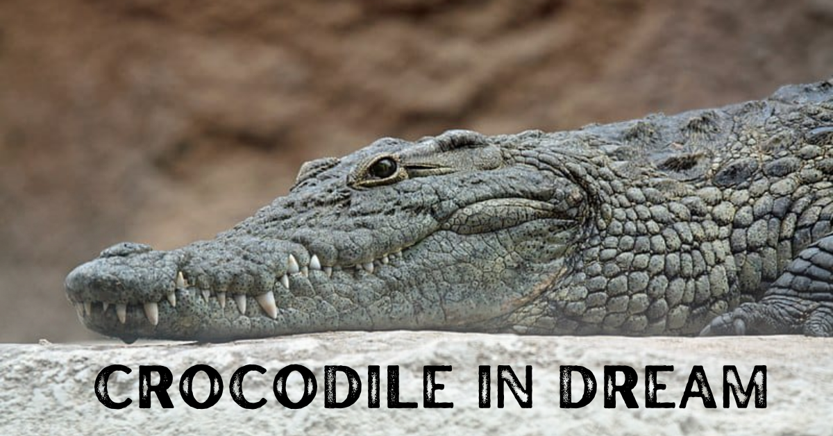 Crocodile-In-Dream