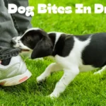 Dog Bites In Dream