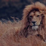 Dreaming about a lioness