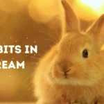 Rabbits In Dream