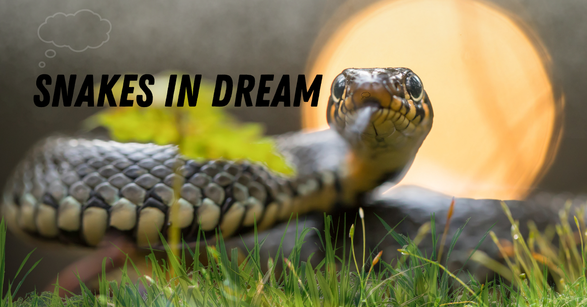 Snakes-In-Dream