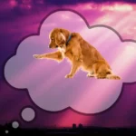 Spiritual meaning of dogs in dreams