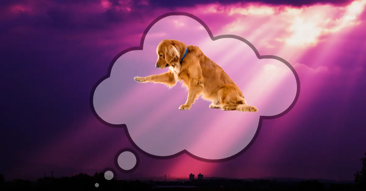 Spiritual meaning of dogs in dreams