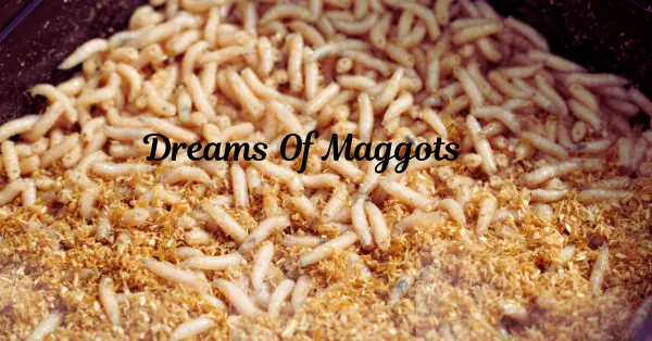 Dreams Of Maggots