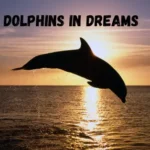Dolphin in dreams