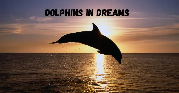 Dolphin in dreams