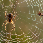 Spider Spiritual Meaning