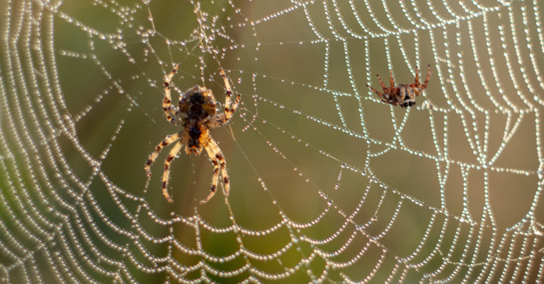 Spider Spiritual Meaning
