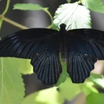 Black Moth – Meaning and Symbolism