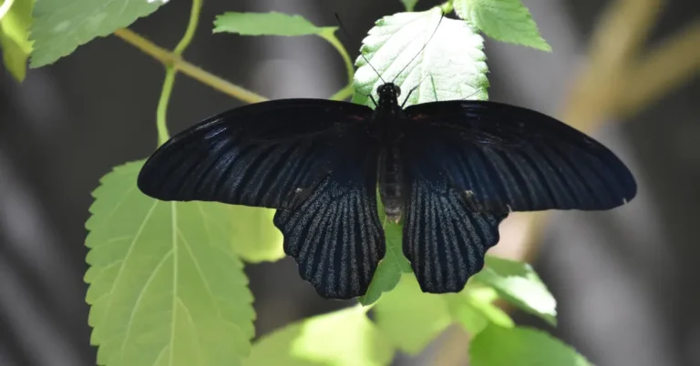 Black Moth – Meaning and Symbolism