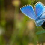 _Blue Butterfly