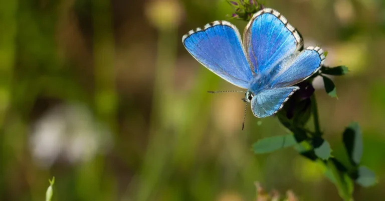 _Blue Butterfly