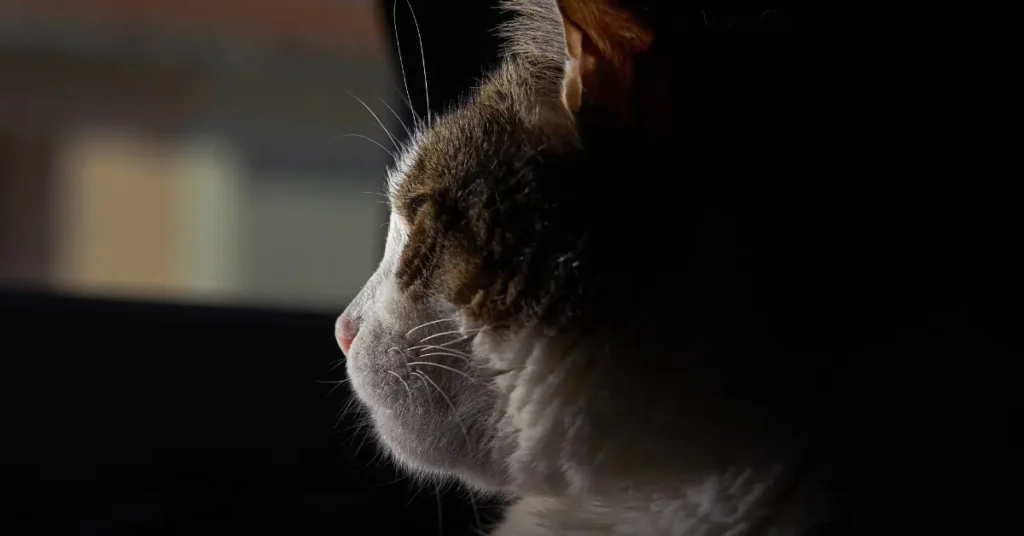 Cat Crying at Night