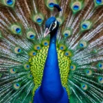 Peacock Feather – Meaning and Symbolism