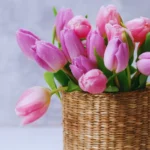 Spiritual Meaning of Tulips
