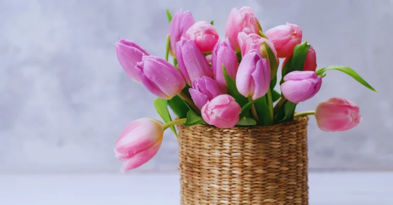 Spiritual Meaning of Tulips