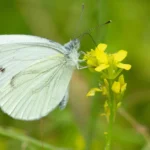 White Butterfly