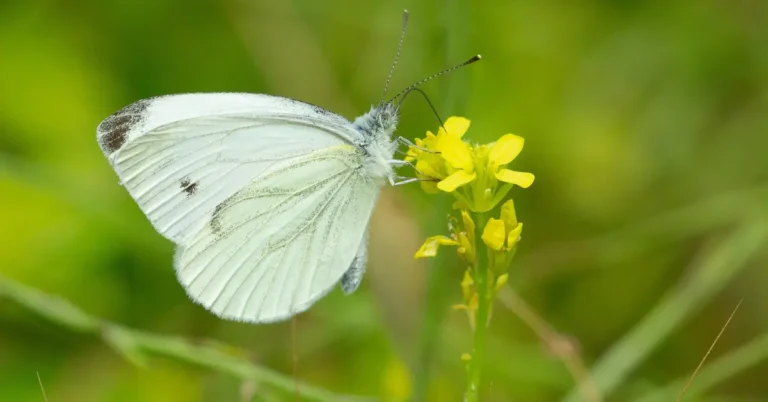 White Butterfly