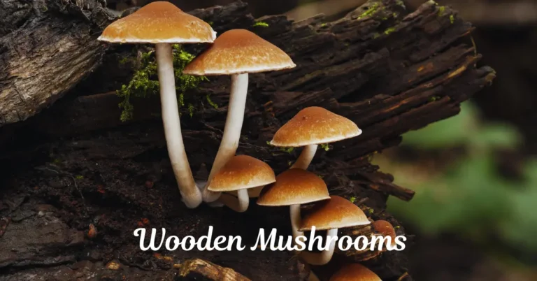 Wooden Mushrooms