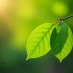 almond shaped leaves