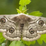 Luna Moth